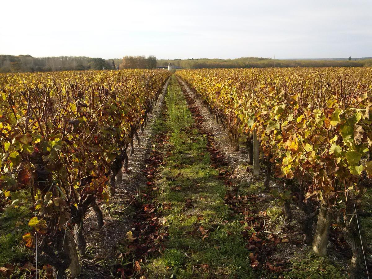 Les Ormeaux Bed & Breakfast Sauternes Luaran gambar